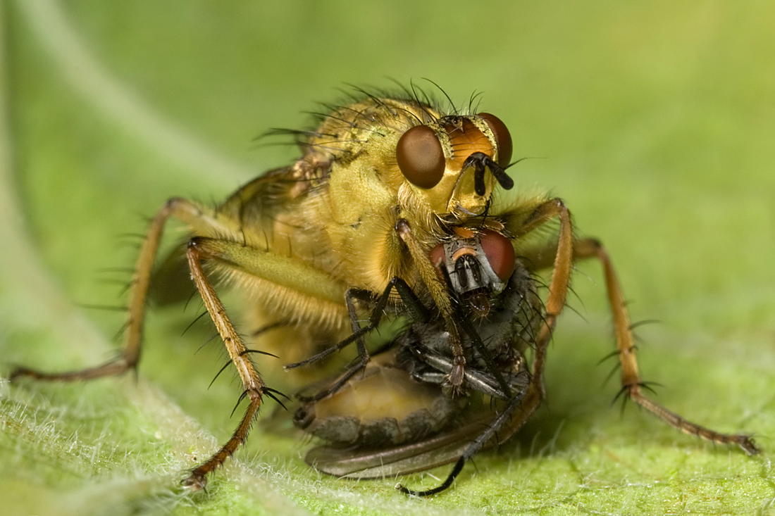 Dung Fly with prey 3